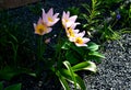 A playful, short tulip ideal for rock gardens and borders. flowerbed with gray gravel mulchÃÂ 